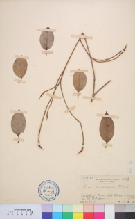 Specimen thumbnail